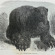 Illustration for article titled Strange 19th Century Drawings of Dinosaurs and Other Extinct Animals